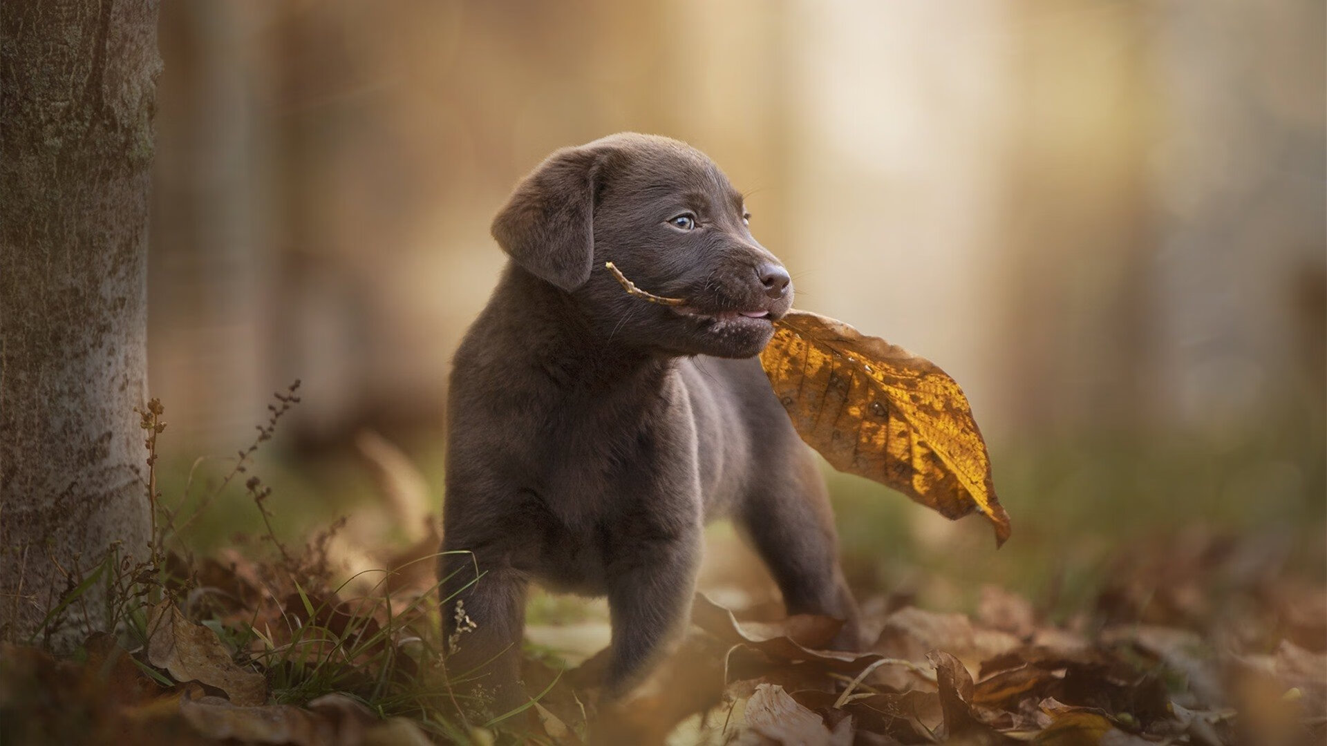 “台球激斗：天府校区体育馆成顶级竞技平台”
