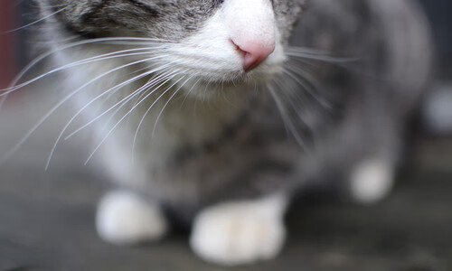 乐鱼体育app官网-“新都垒球赛：全力一击，谁能制胜？”