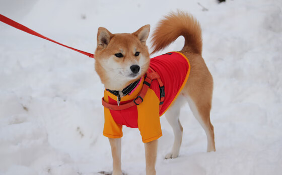 职业联赛营销策略缺乏系统规划,中国职业联赛存在的问题及其解决方法