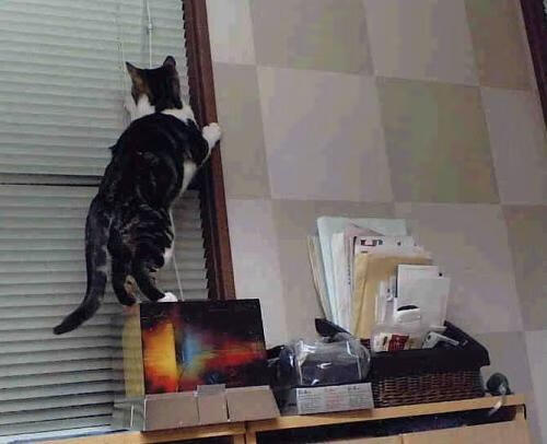 乐鱼体育官网投注-“胡利安·门德斯的进攻能力，推动阿根廷美洲狮队成为世界新霸主”