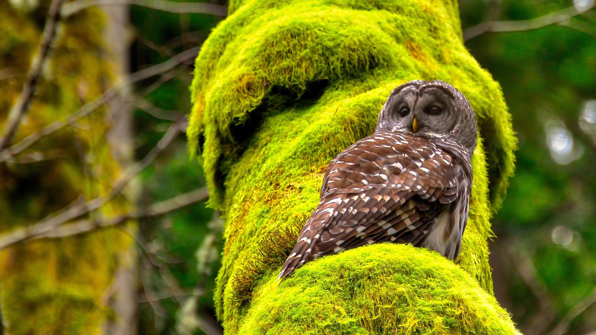 乌拉圭队士气高昂,期待在国际大赛上创造佳绩