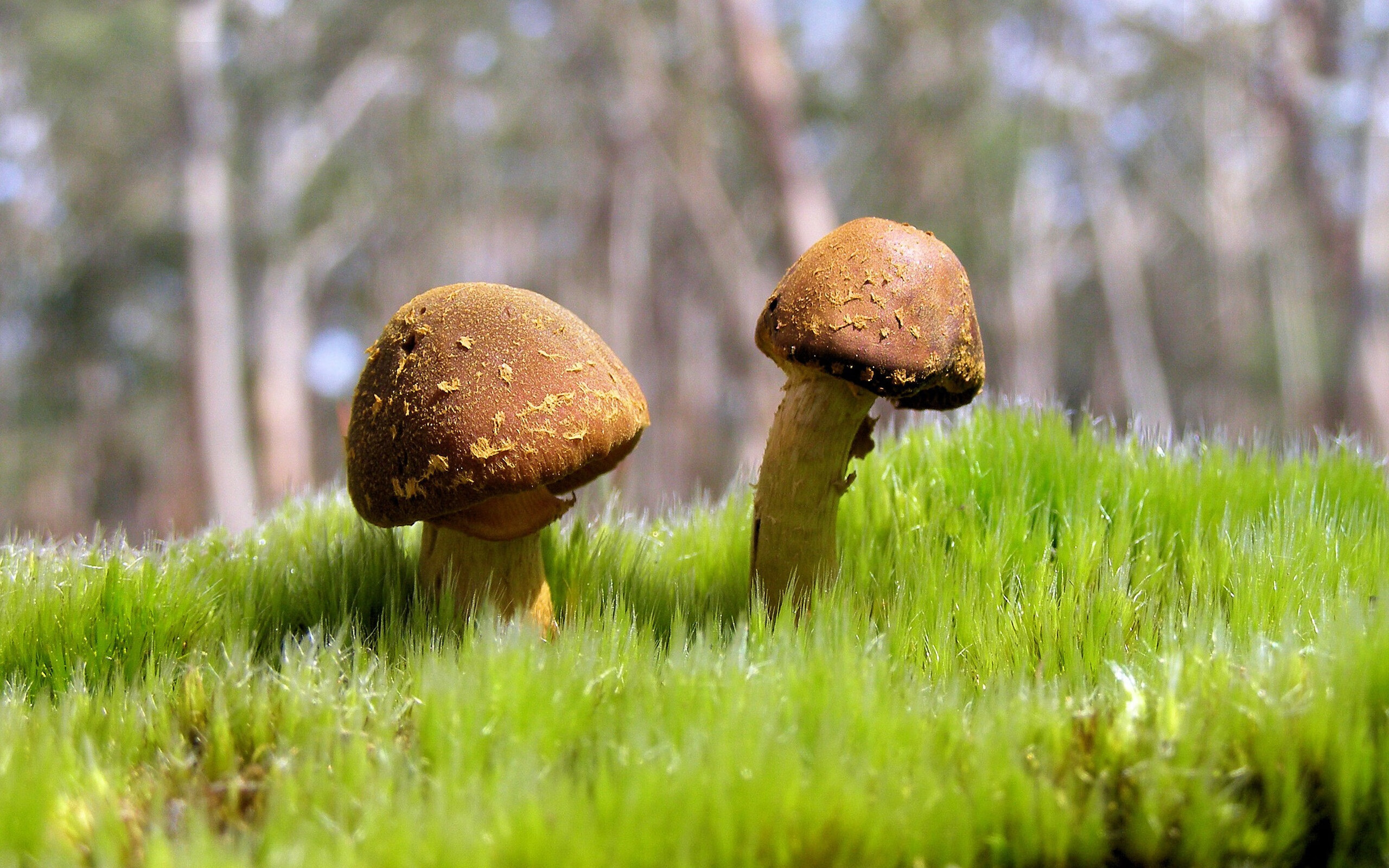 卡萨斯冲刺阶段技压群雄,卡萨斯弱什么