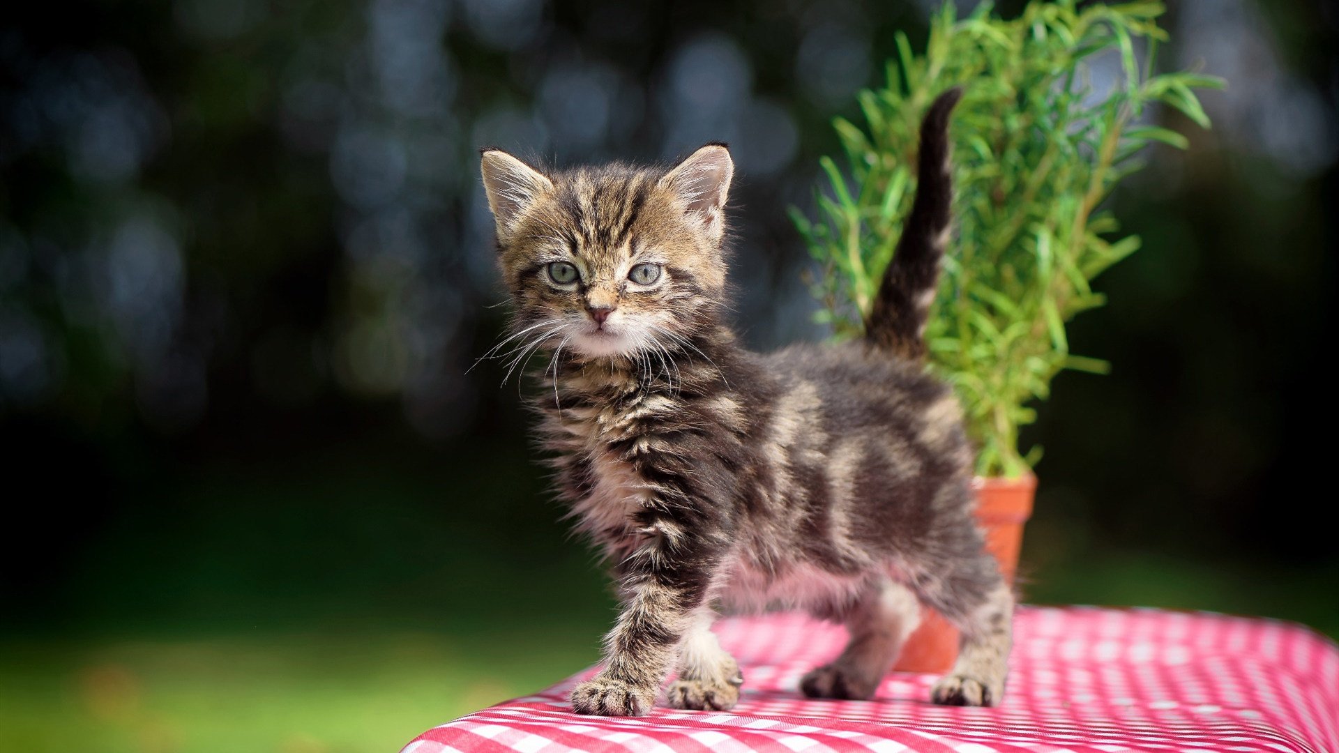 乐鱼体育app官网-图穆亚的强力冲击帮助袋鼠队屡次突破对手防线，穆拉德忠·图伊奇耶夫