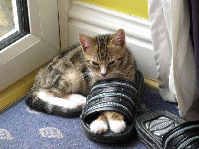 图穆亚的强力冲击帮助袋鼠队屡次突破对手防线,穆拉德忠·图伊奇耶夫