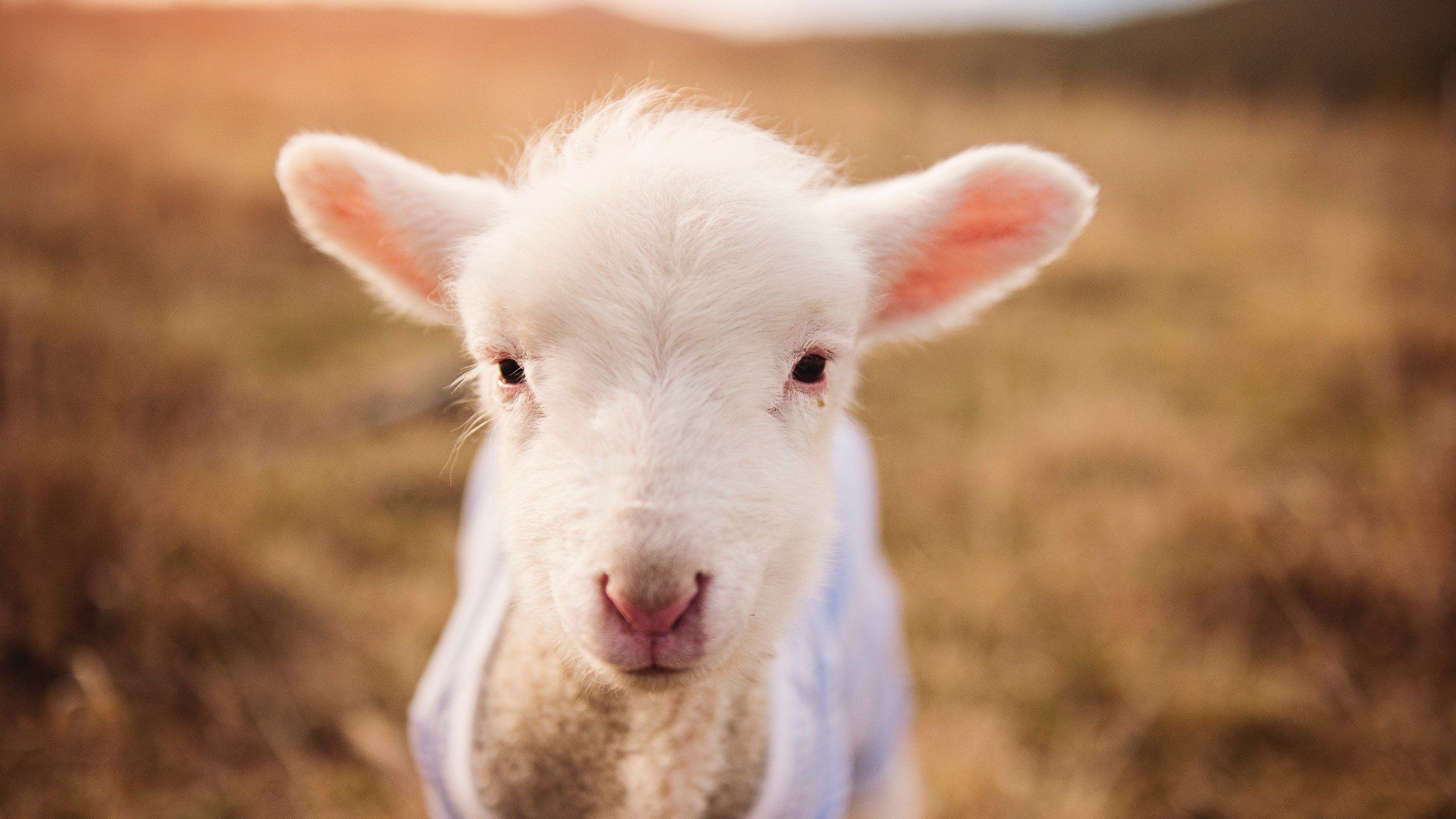 乐鱼体育官网登录-女子仰泳表现稳定，后程冲刺有力，女子仰泳出发